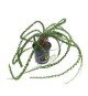 Crinum Calamistratum