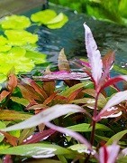 Plantas