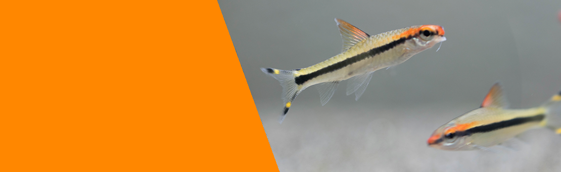PECES TROPICALES
