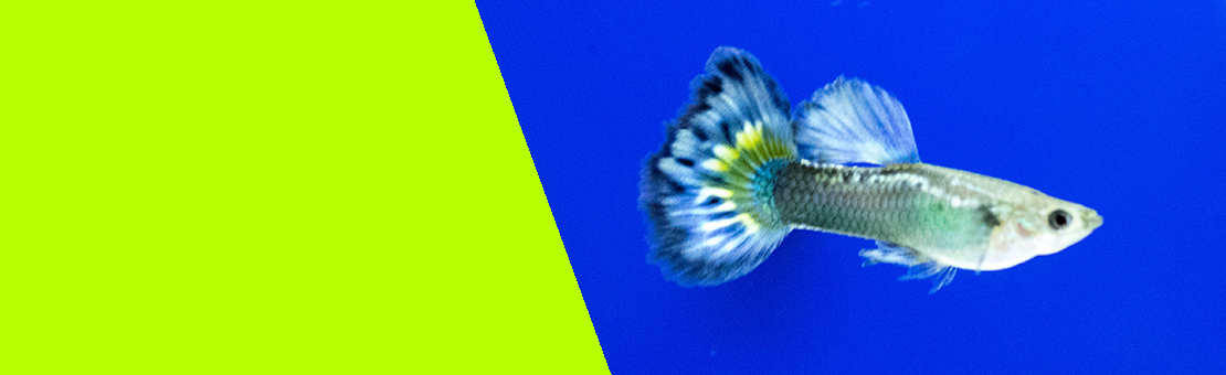 POECILIDOS